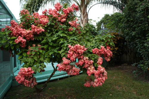 Hoa én hồng được trồng trang trí trước nhà